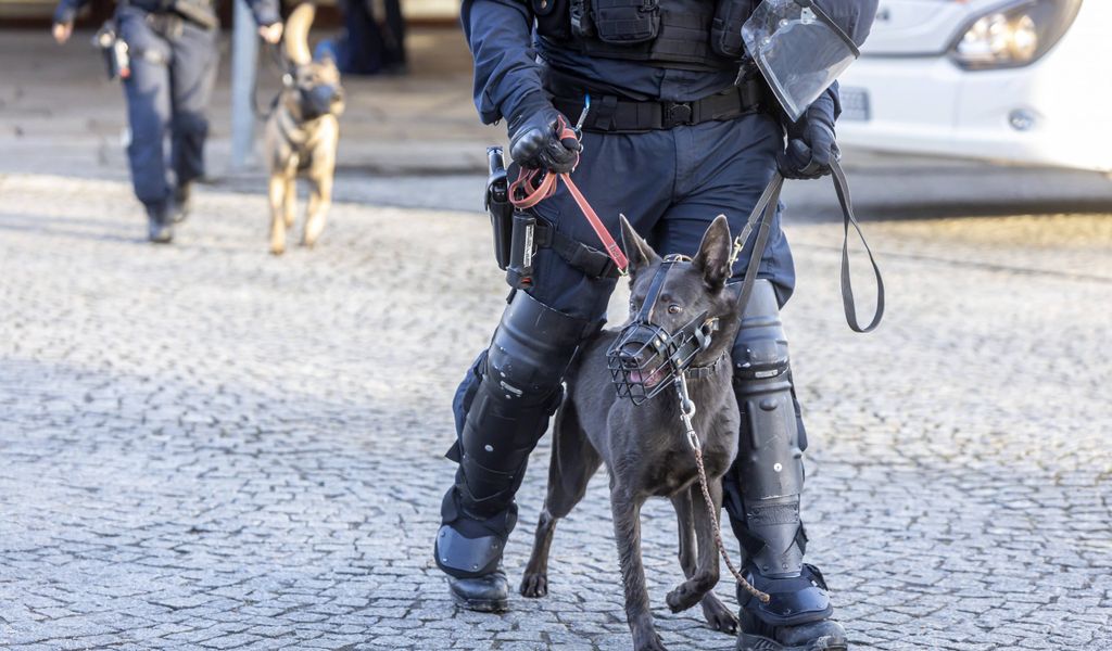 Ein Polizeihund mit Maulkorb und Metall-Halsband.