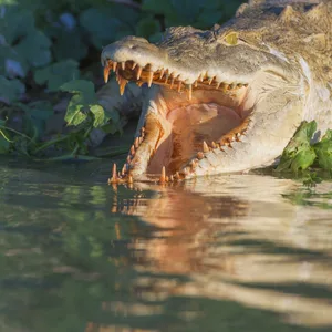 Krokodil