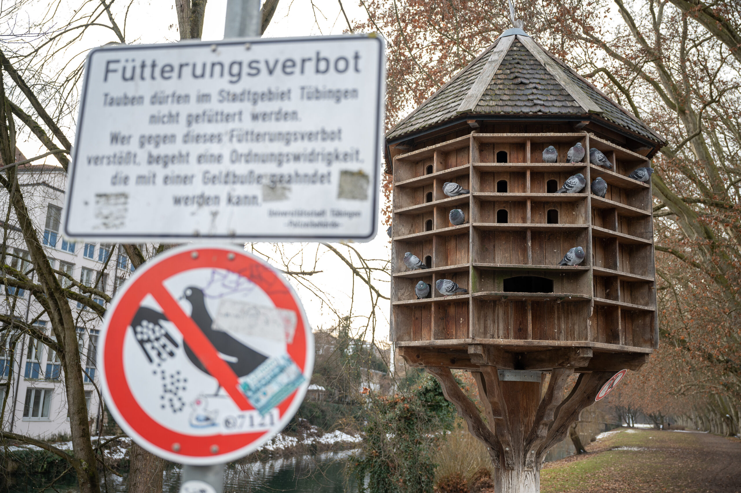 Ein Taubenturm in Tübingen – die Taubenschlage können aber auch in Innenräumen liegen.