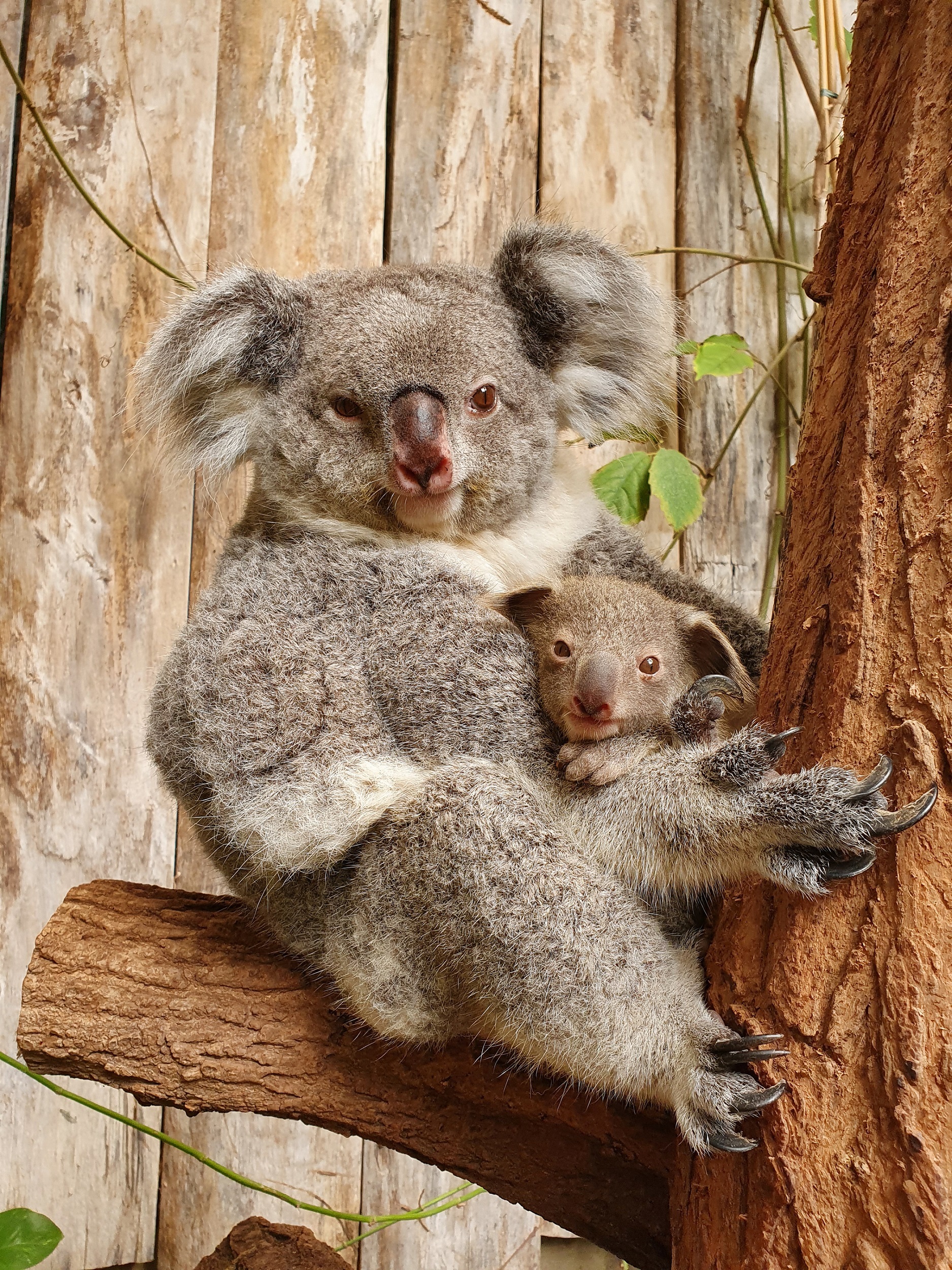 Koala