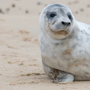 Ein Kegelrobbenjunges liegt am Strand. Im Norden wurden Höchststände bei den Kegelrobben-Geburten registriert.