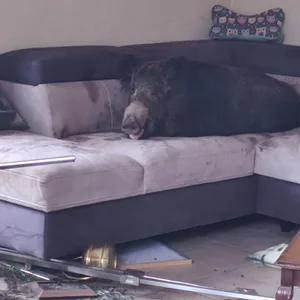 Wildschwein auf Wohnzimmercouch