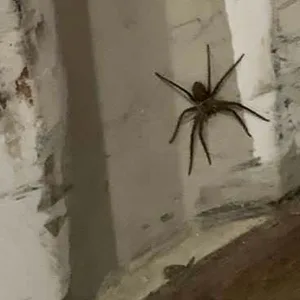 Möglicherweise hochgiftige Bananenspinne in Container in Bremen entdeckt