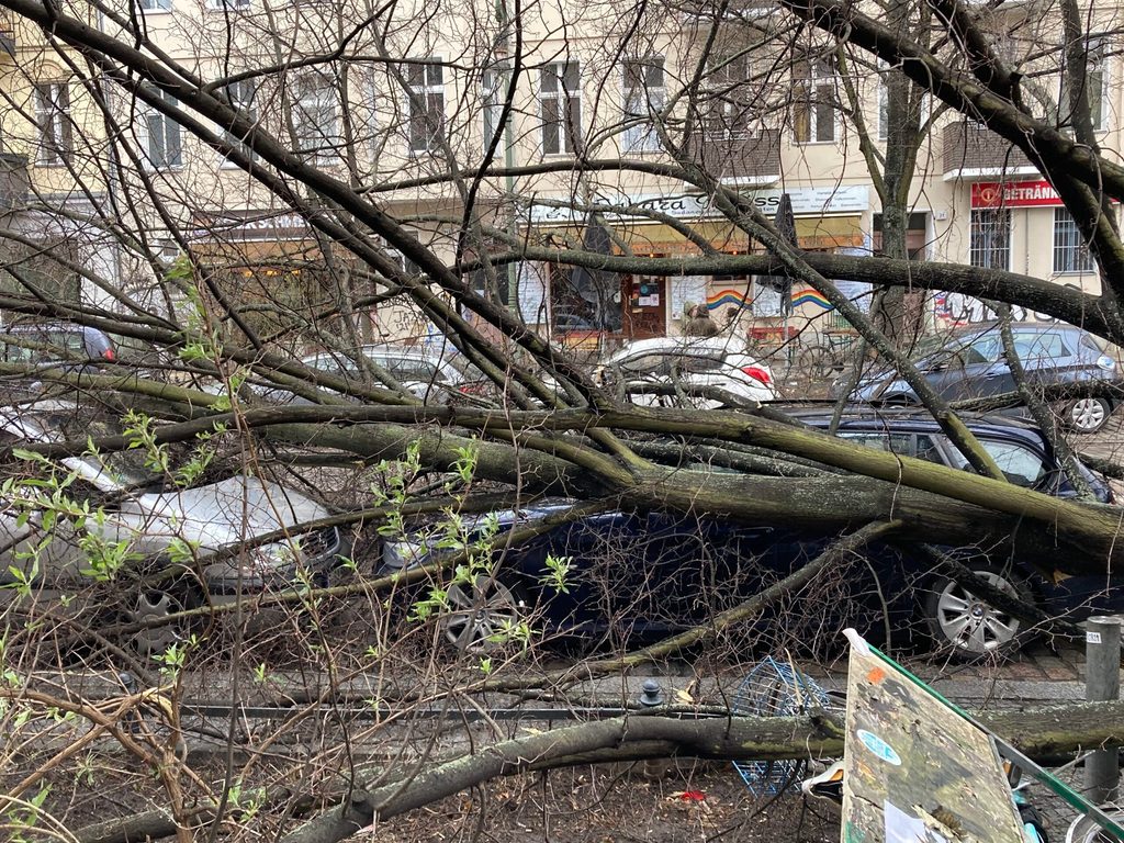 Umgestürzter Baum