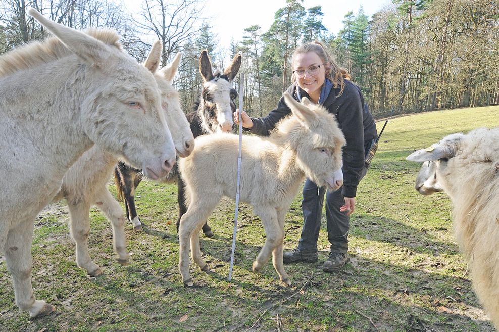 Ein junger Barockesel wird von der Tierpflegerin vermessen.