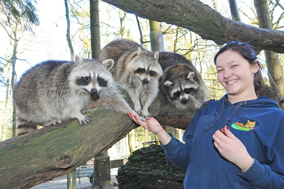 Drei Waschbären strecken der Tierpflegerin ihre Pfoten entgegen.