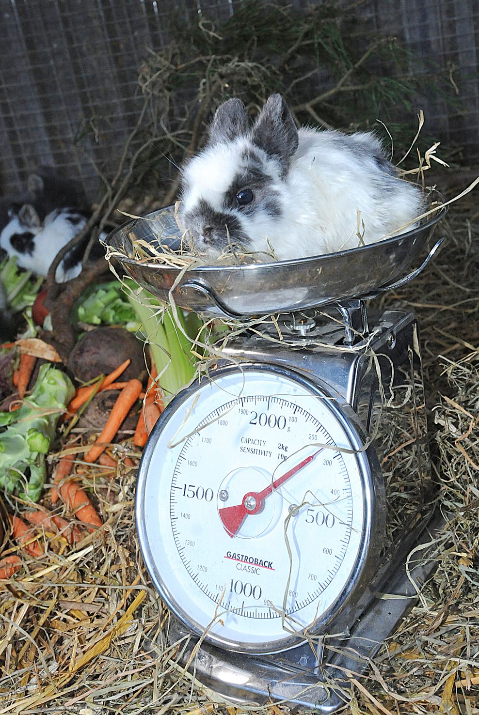 Ein Baby-Kaninchen sitzt auf der Waage.