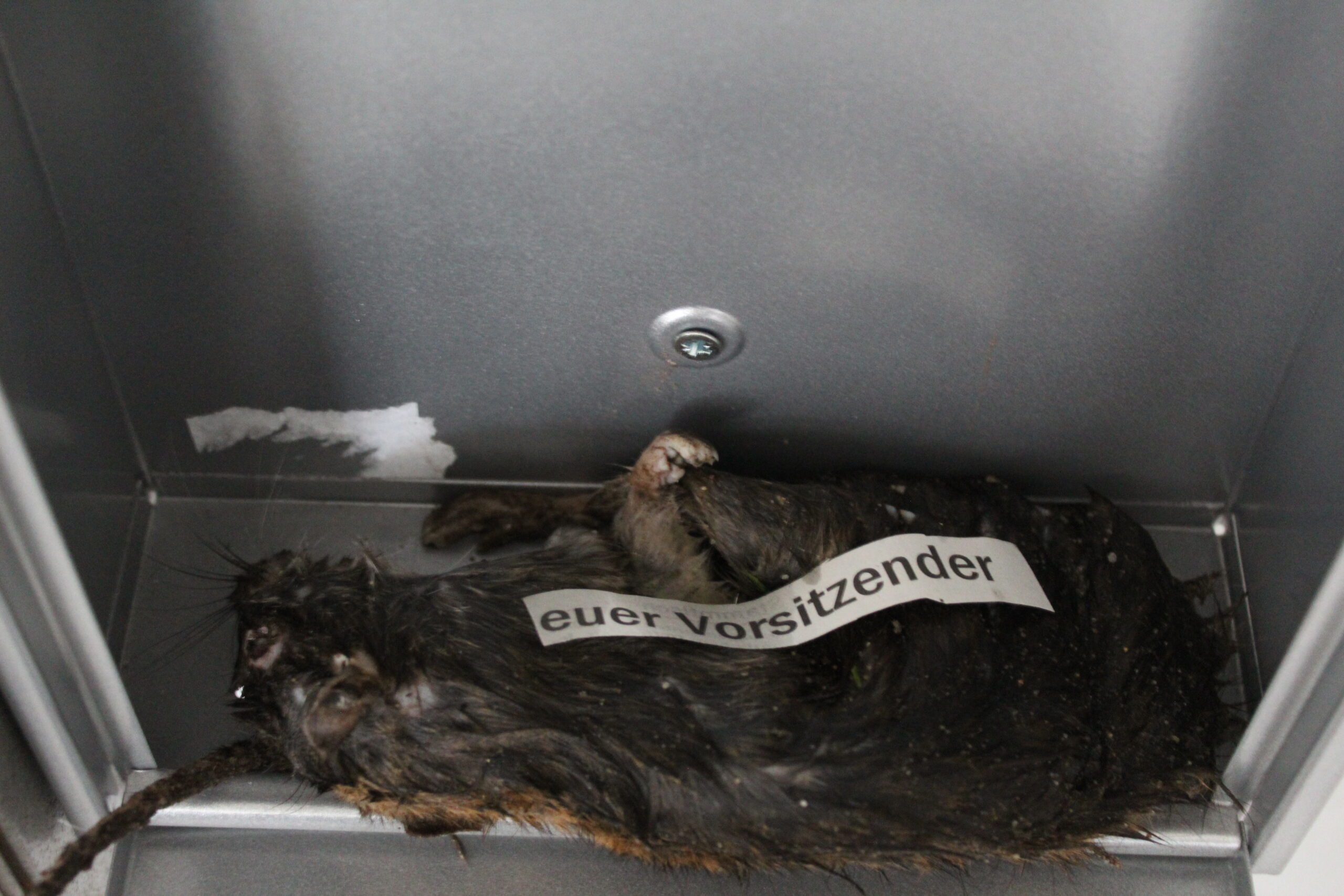 Diese tote Ratte lag in dem Briefkasten der Heider Geschäftstelle der Linskfraktion.