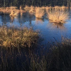 Das wiedervernässte Moorgebiet Pietzmoor in der Lüneburger Heide.