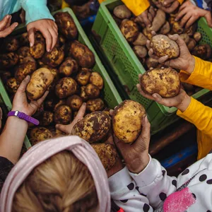 Kinder mit Kartoffeln auf dem Acker