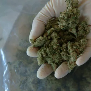 Cannabis