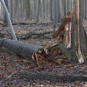 Symbolbild: Ein umgestürzter Baum liegt in einem Wald.