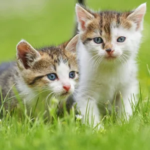Katzenbabys