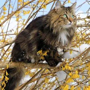 Norwegische Waldkatze