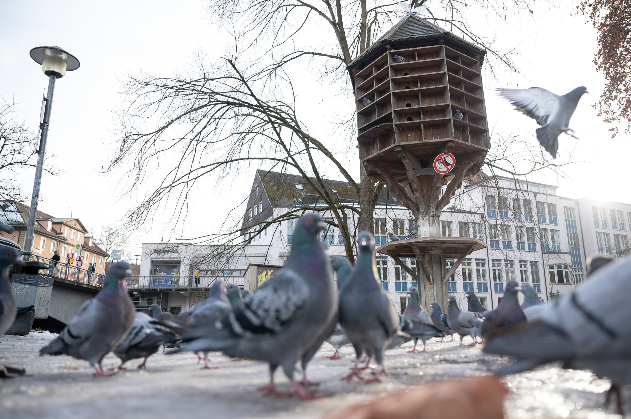 Taubentürme (wie hier in Tübingen) sollen auch in Hamburg die Probleme mit den Vögeln lösen.