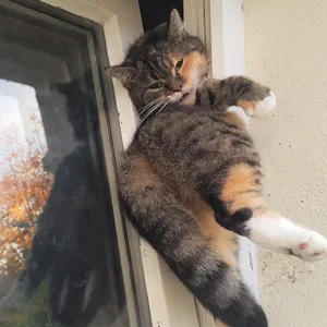 Eine Katze hat sich in einem gekippten Fenster verkeilt und kommt allein nicht wieder heraus. Die Feuerwehr konnte sie retten (Symbolbild).