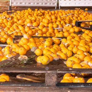 Erneut luden Unbekannte illegal mehrere Hundert Kilogramm Orangen im Landkreis Stade ab.