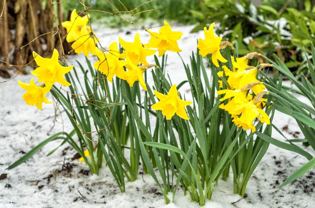 Osterglocken blühen bei Schnee.