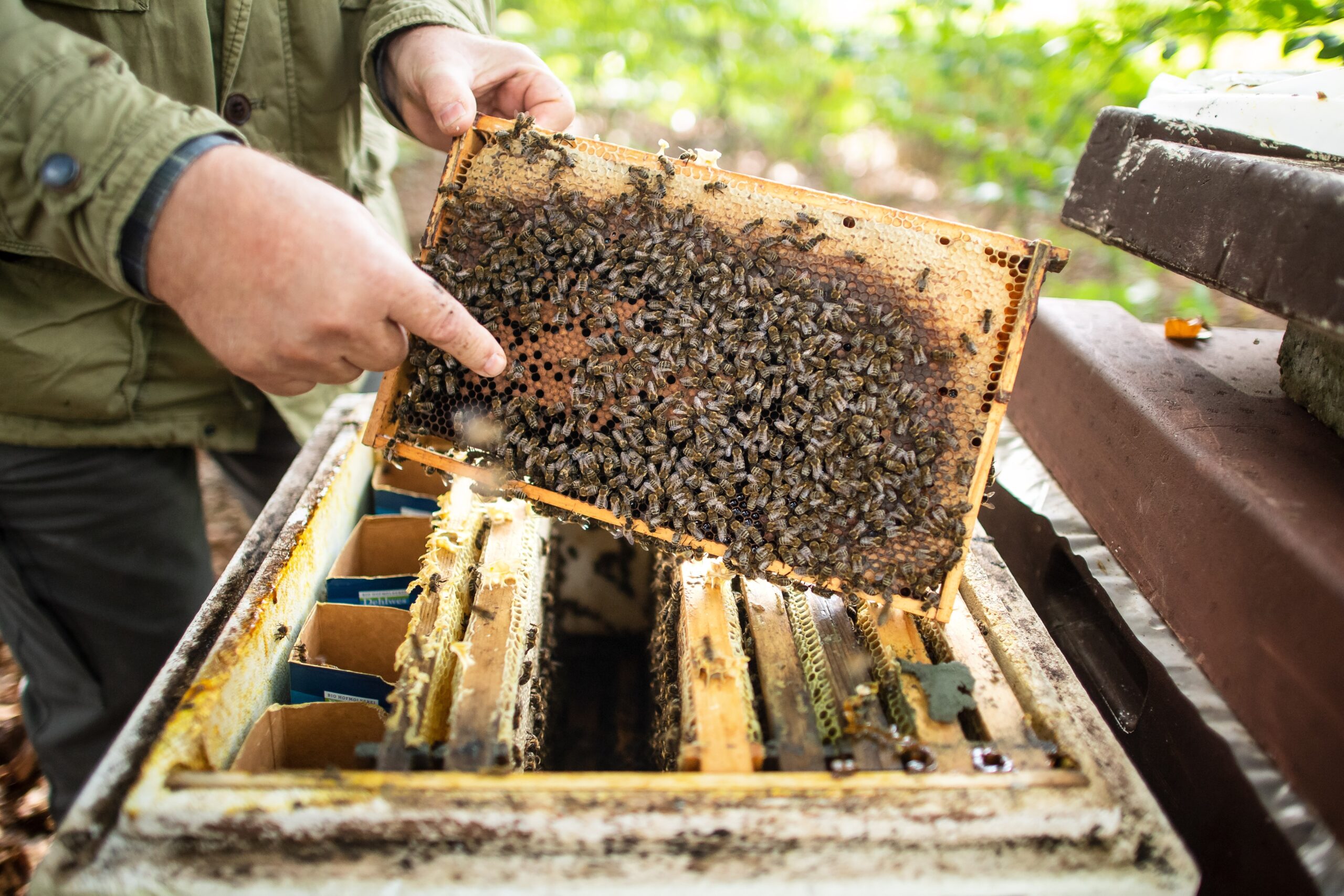 Imker mit Bienenvolk