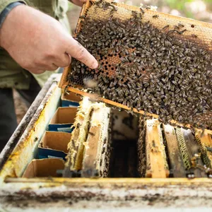 Imker mit Bienenvolk