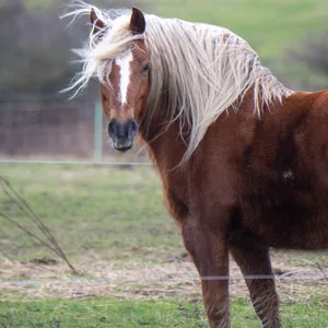 Ein Pferd auf einer Weide