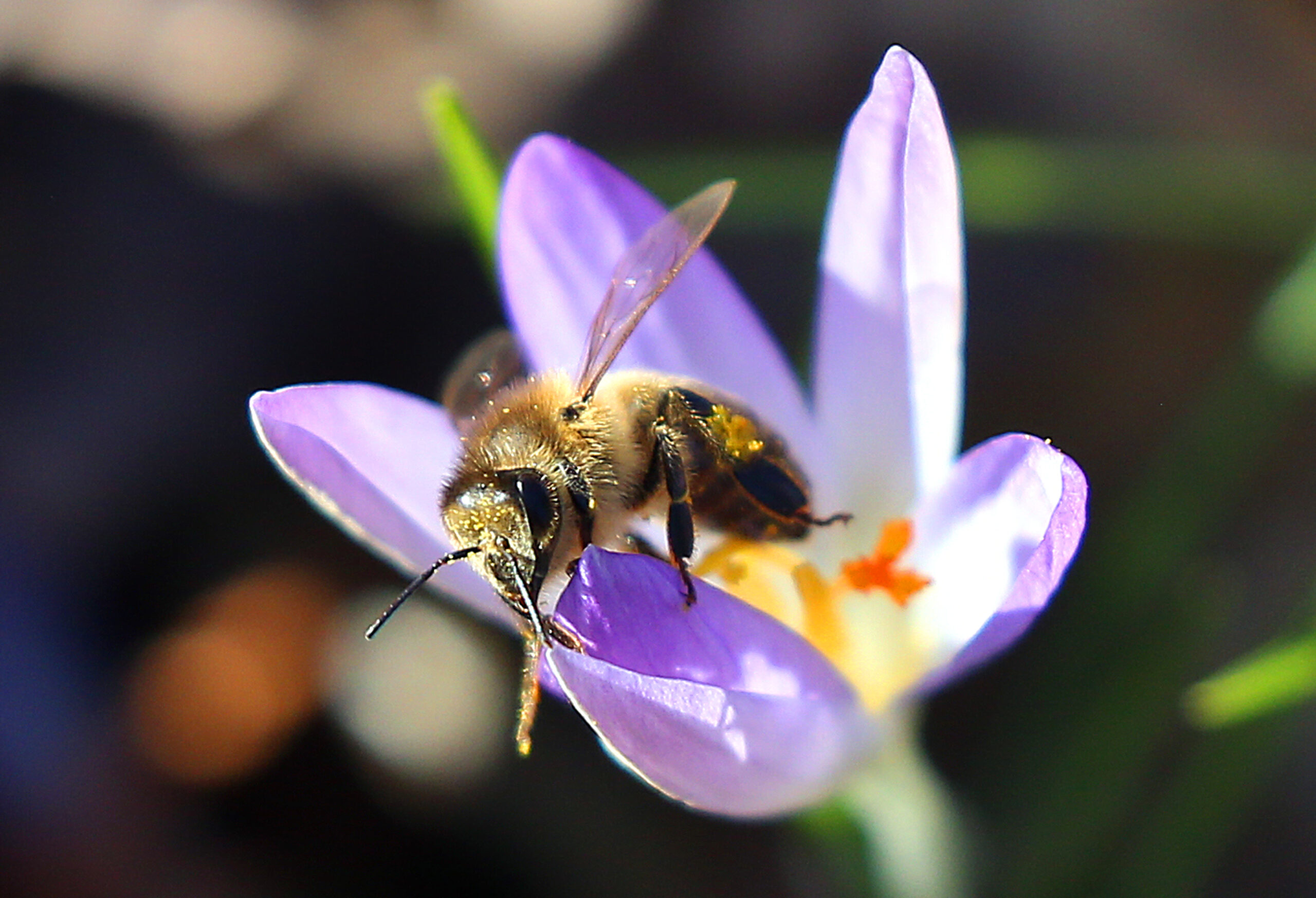 Biene auf einer Blüte.