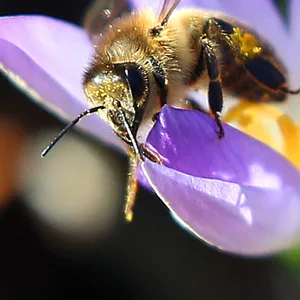 Biene auf einer Blüte.