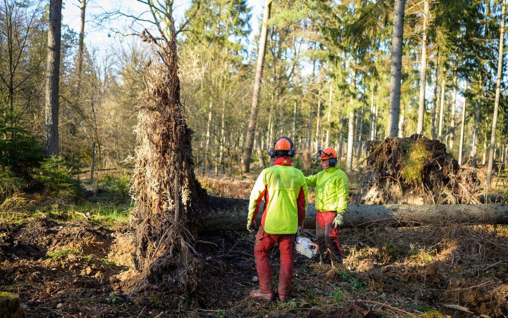 Gefallene Fichte, deren Bergung zwei Forstarbeiter übernehmen.