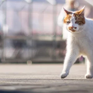 Dieser Kater ist neuer Stammgast bei einem Supermarkt im Norden.