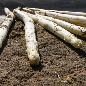 Spargel
