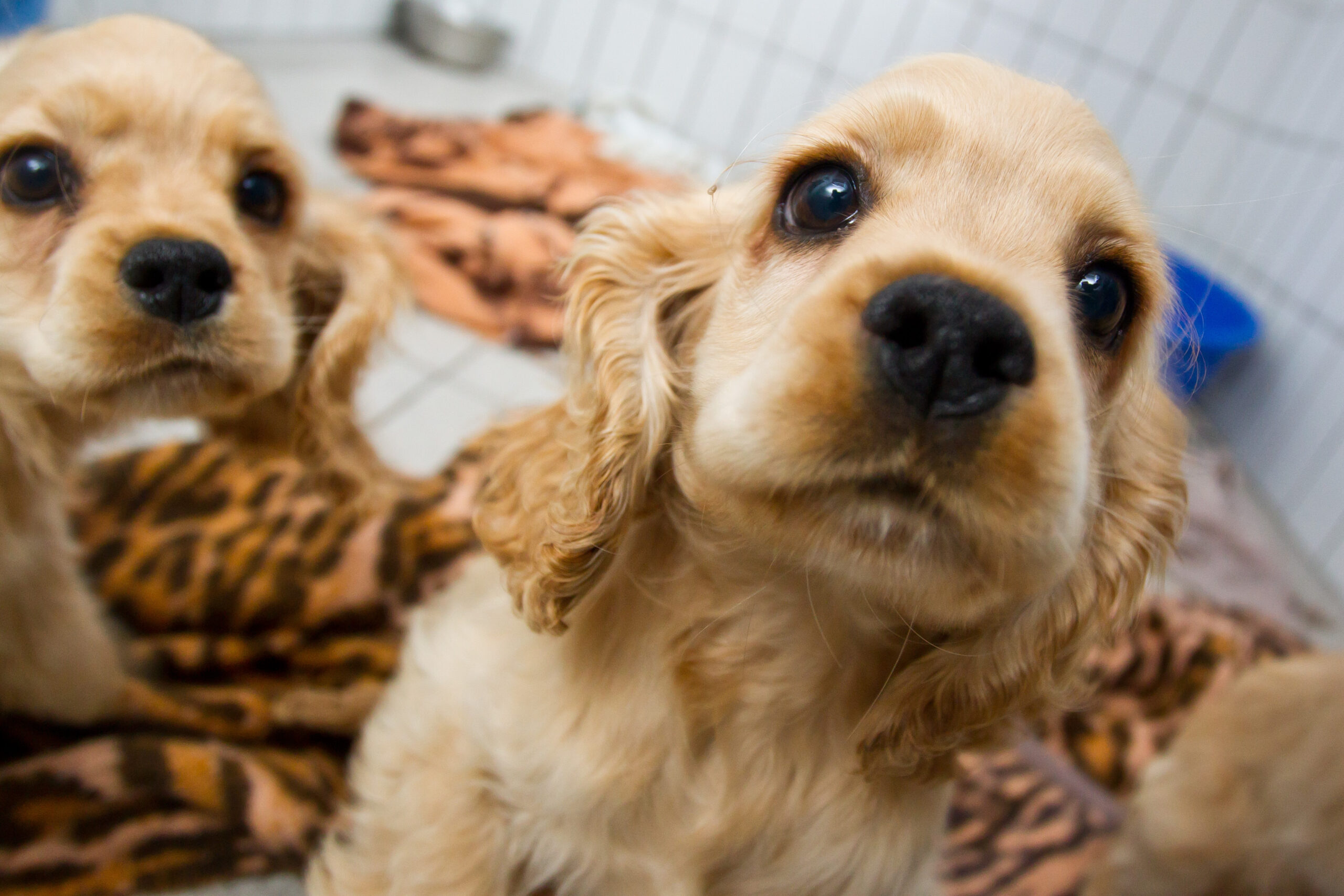 Vier Cocker Spaniel-Welpen und ein Labrador-Welpe wurden aus einem verdreckten Haus in Bremen gerettet. (Symbolbild)