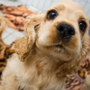 Vier Cocker Spaniel-Welpen und ein Labrador-Welpe wurden aus einem verdreckten Haus in Bremen gerettet. (Symbolbild)