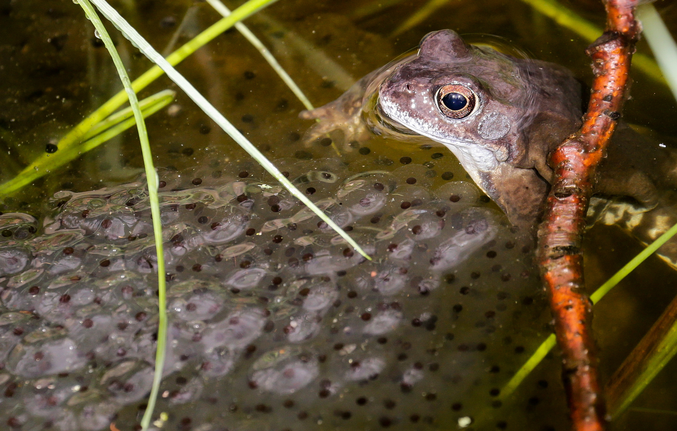 Moorfrosch