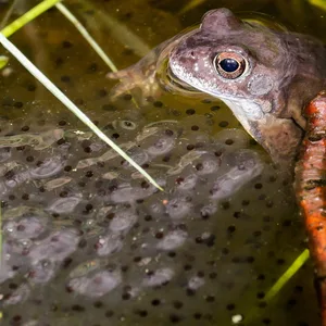 Moorfrosch