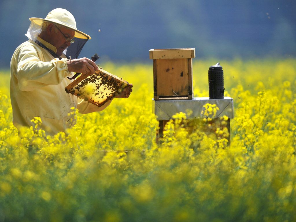 Imker im Rapsfeld mit Bienen.