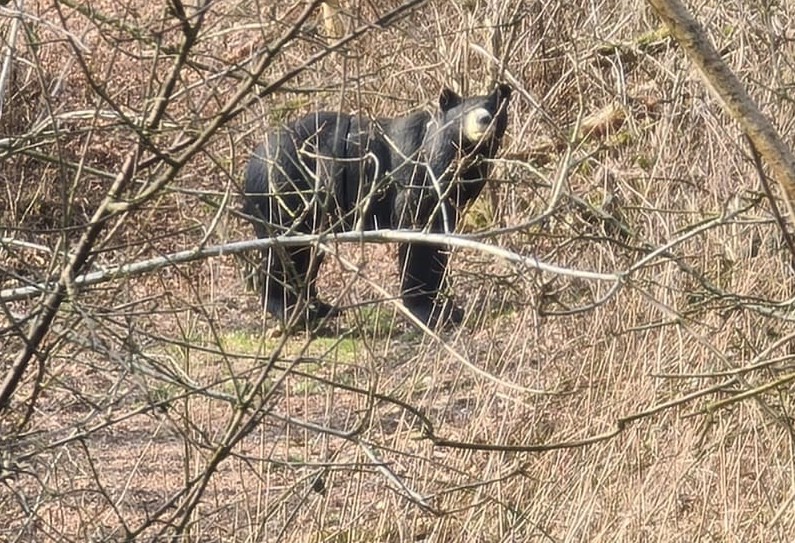 Der vermeintliche Schwarzbär führte zunächst auch die Beamten in die Irre.