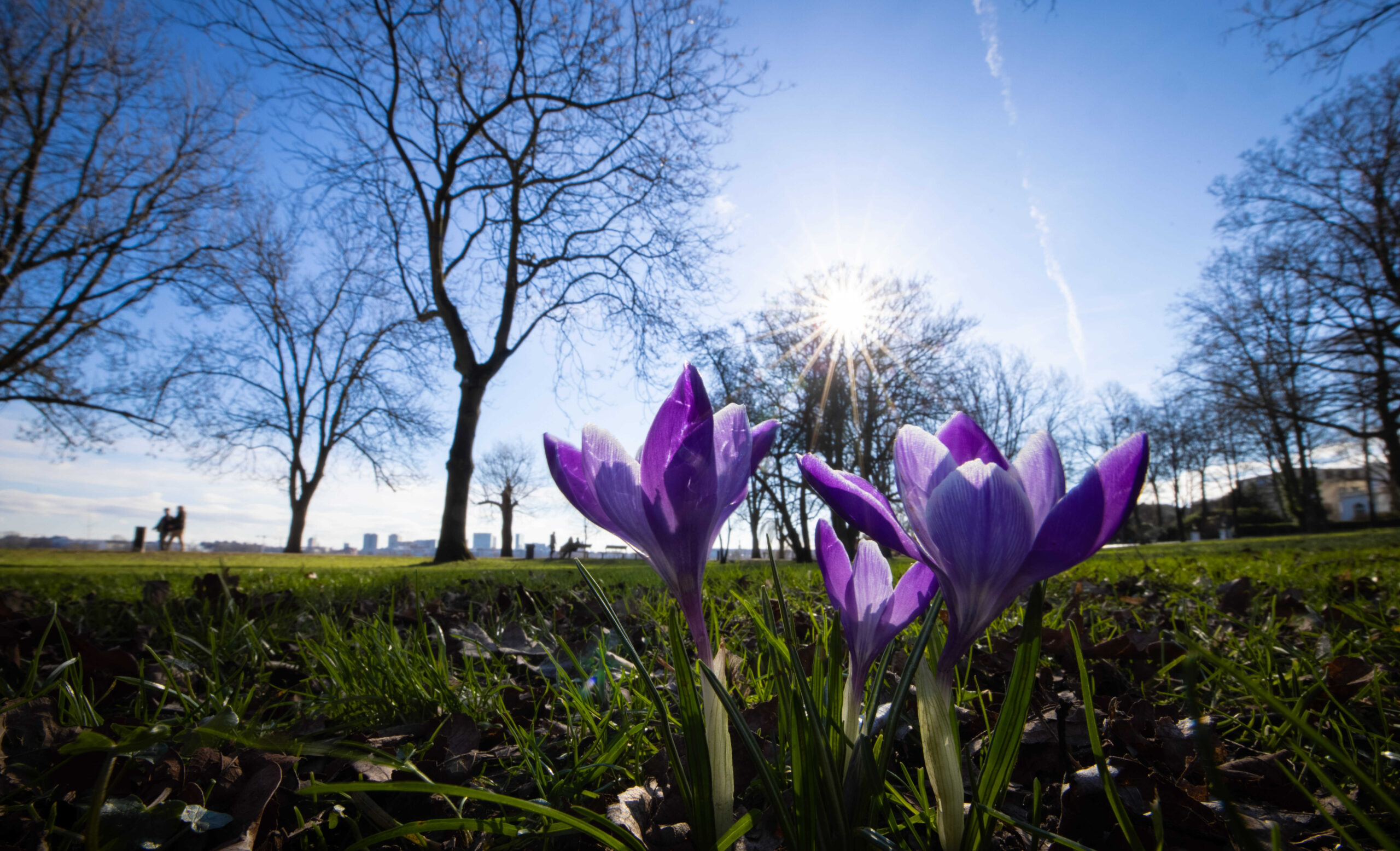 Krokusse blühen an der Alster.