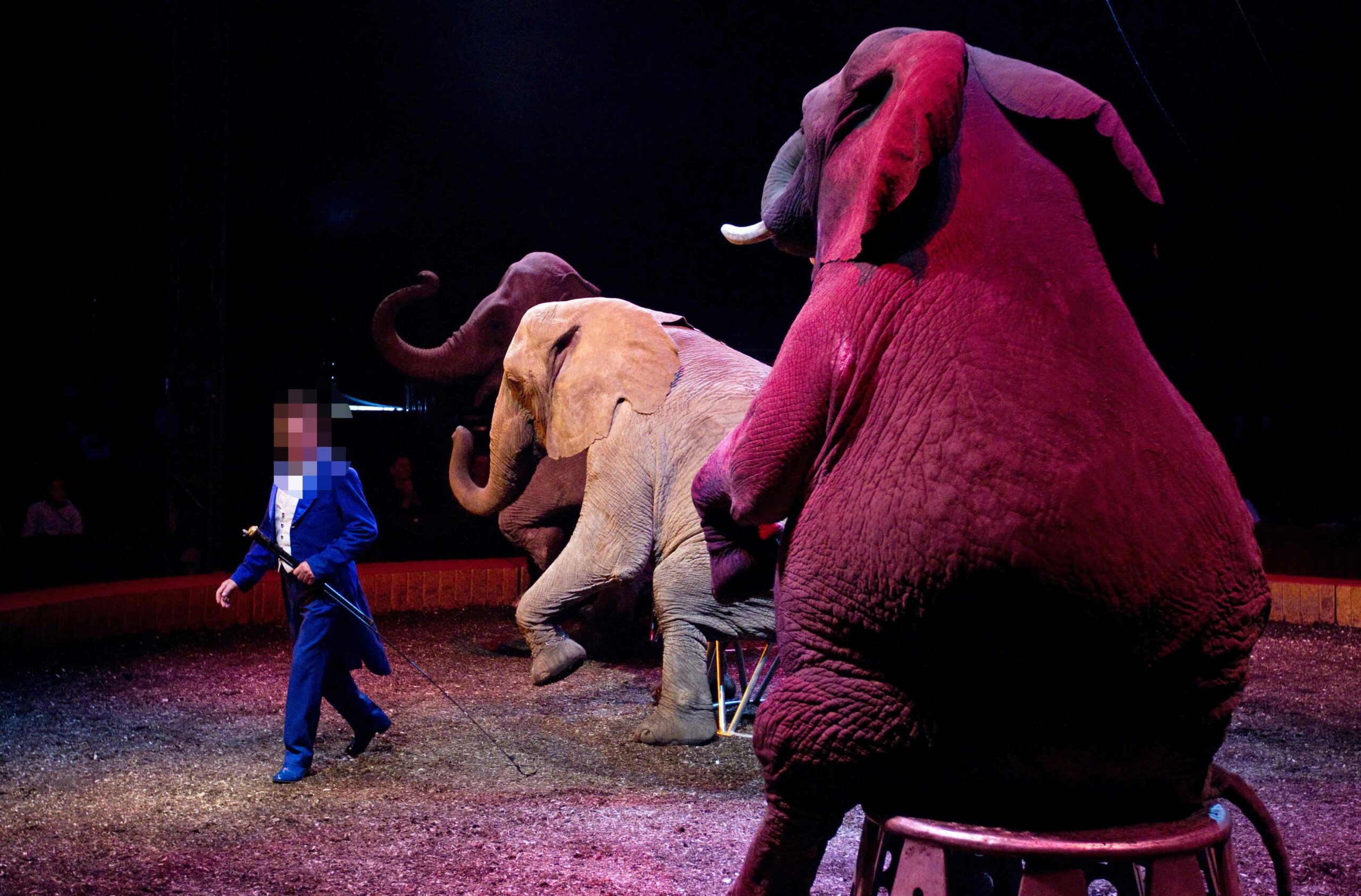Ein Renz-Dompteur zeigt Tricks mit Elefanten in der Manege (Symbolbild).