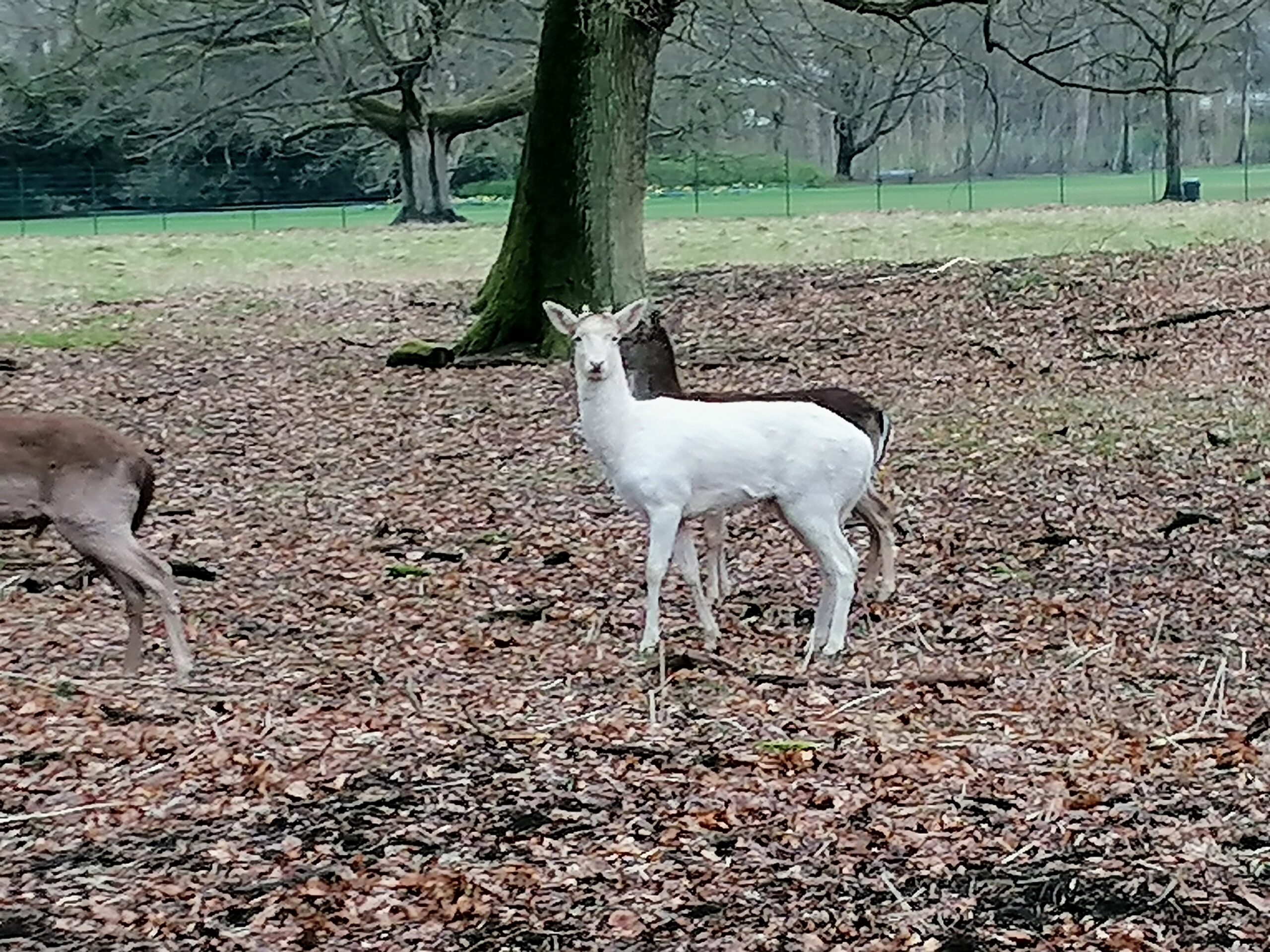 Der Hirsch Hellmut ist mit seinem weißen Fell etwas ganz Besonderes.