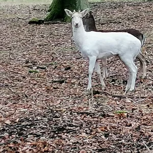 Der Hirsch Hellmut ist mit seinem weißen Fell etwas ganz Besonderes.