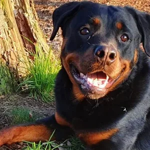 In Fockbek: Rottweiler beiß Mann in den PO - Polizei fahndet nach Hundehalter