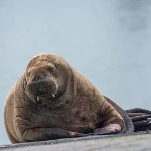 Walross auf Spiekeroog