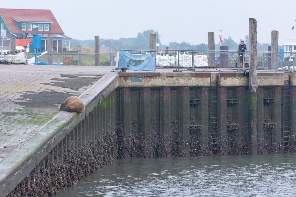 Walross auf Spiekeroog