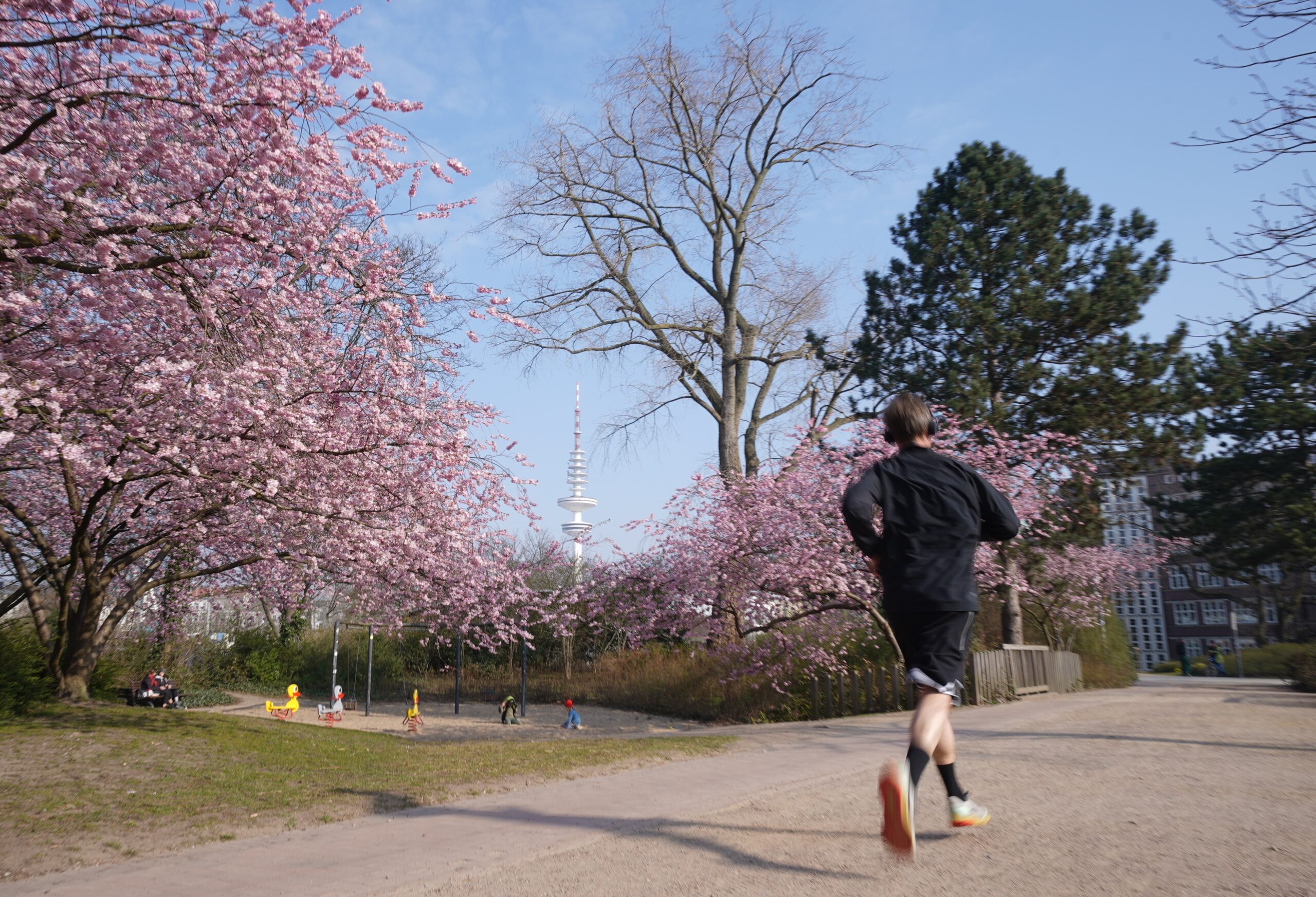 Ein Jogger läuft bei Sonnenschein im Park Planten un Blomen an blühenden Zierkirschen vorbei .