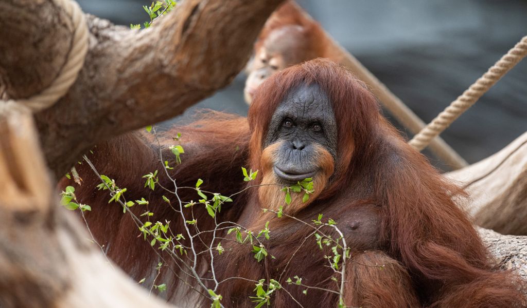 Orang-Utan-Dame Bella feiert ihren 61. Geburtstag. Sie gilt als weltweit ältester Sumatra Orang-Utan.