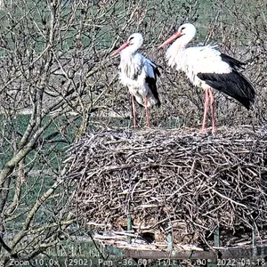 Die Aufnahme einer Webcam zeigt ein Storchen-Paar. Viele der Hamburger Storchenpaare sind schon aus dem Süden zurück und wieder auf ihren angestammten Horsten gelandet.