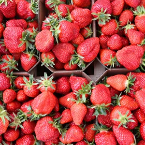 Die Erdbeerernte im Norden beginnt. Doch in diesem Jahr müssen Verbraucher für das süße Obst noch tiefer in die Tasche greifen.