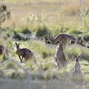 Känguru Australien