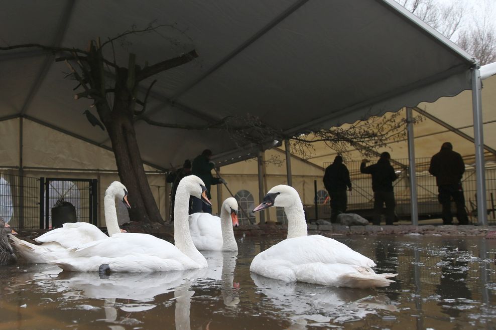 Zeltanlage für Alster-Schwäne zum Schutz gegen Vogelgrippe