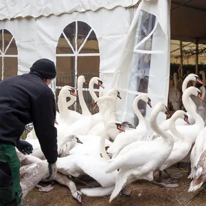 Zeltanlage für Alster-Schwäne zum Schutz gegen Vogelgrippe